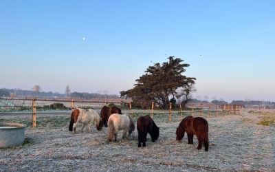 L’hiver sur l’île de Ré