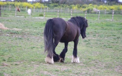 Arrivée de 4 poneys Irlandais pour les grands!